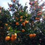Orange-Orchard-Maldiram