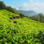 Tea-Plantation-Kerala-Pic