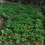 Farm-fresh-Spinach-at-Kalimpong-Village-Retreat