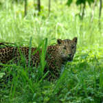 Leopard-in-Dooars