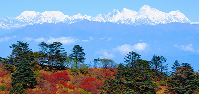 Sandakphu-flowering