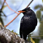 Blue-Whistling-Thrush-as-Seen-from-Kolakham