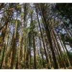 Pine-Forest-at-Barsey-Rhododendron-Sanctuar