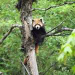 Red-Panda-at-Neora-Valley-National-Park
