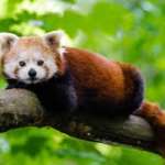 Red Panda