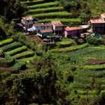 Happy valley tea garden from Darjeeling Villa