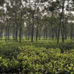 Saraswatipur Tea garden