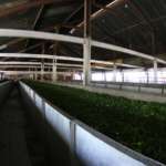 Tea-Processing