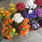 flower-pots-mirik