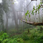 Canopy-walk-lolegaon