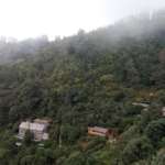 Pine-forest-Darjeeling