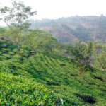 Rohini-Tea-Estate