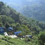 Rangbull-Tea-Garden