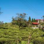 Tea-Garden-maldiram