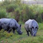 Rhinos-near-Lataguri