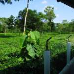 Appu-Tea-Estate-Gorumara-Resort-Tea-Garden-View