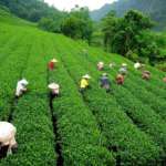 Tea-Gardens-in-Darjeeling