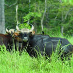 Indian-Gaur-Dooars