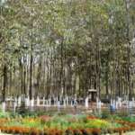 Jaldapara-Hotel-Surrounded-by-Green