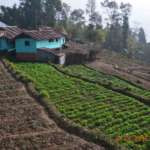 Local-Vegetable-Farm-near-Kalimpong-Village-Retreat