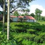 Tea-Garden-Surrounded-Appu-Tea-Estate-Gorumara-Resort