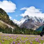 Yumthang-Valley-Lachung