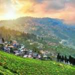 Darjeeling-Tea-Garden