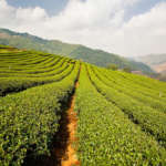 Darjeeling-Tea-Garden