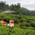Ging-Tea-Garden