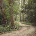 Jayanti-Forest