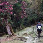 Rhododendron-Sanctuary-Barsey