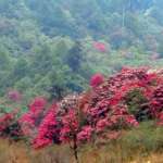 Rhododendron-Sanctuary-Barsey-West-Sikkim