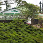 Tea-Garden-Ging
