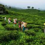 Tea-Garden-view-from-Darjeeling