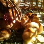 Bijanbari farmstay poultry