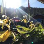Orchids at Rinchenpong Villa Homestay