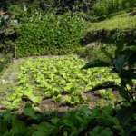 Organic farming at Ramdhura Woods