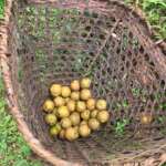 Pumsi Homestay own garden picked fruit