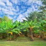 Simlipal Luxury Stay banana garden
