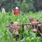 Rinchenpong Heritage Stay farmland