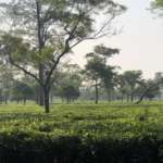 Tea Garden of Saraswatipur