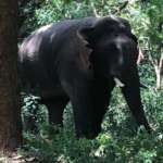 Elephant inside Maharaja Uddan Bati Salboni