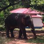 Elephant within campus Maharaja Uddan Bati Salboni