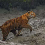 Nomasdic sunderban