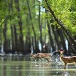 Sunderban Nomadic Weekends