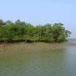 Sunderban Nature