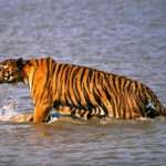 Sunderban Royal Bengal Tiger