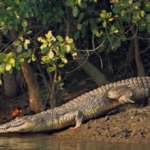 Sunderban Wildlife