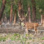 Sunderban Wildlife