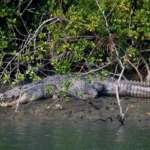 Sunderban wildlife